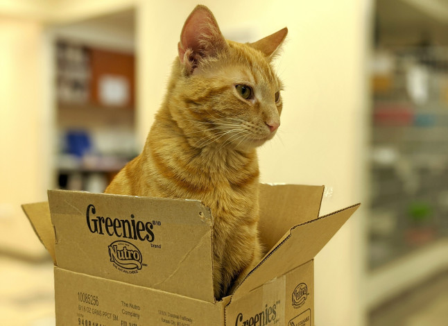 Обои картинки фото животные, коты, кот, кошка