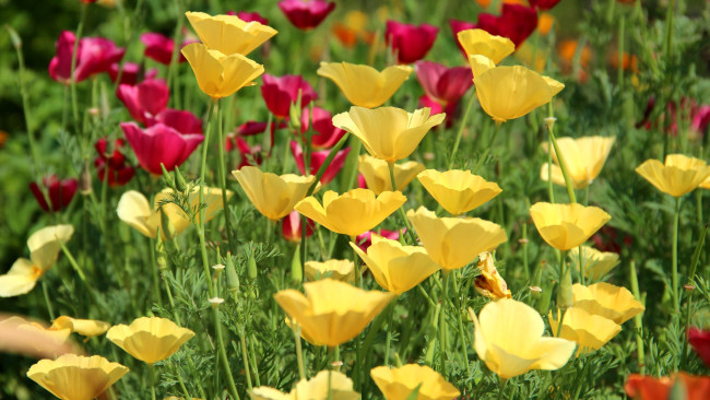 Обои картинки фото цветы, эшшольция , калифорнийский мак