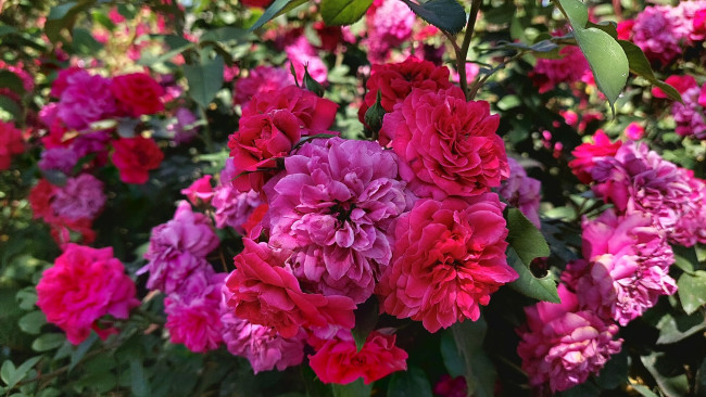 Обои картинки фото цветы, розы