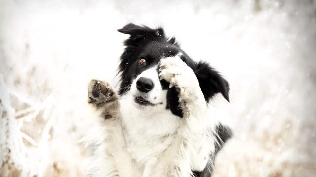 Обои картинки фото животные, собаки, собака, лапы, снег