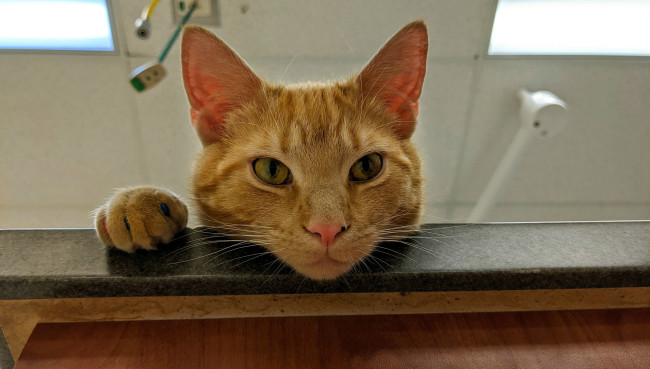 Обои картинки фото животные, коты, кот, кошка