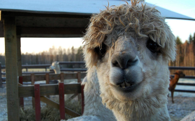 Обои картинки фото животные, ламы, лама, голова, загон