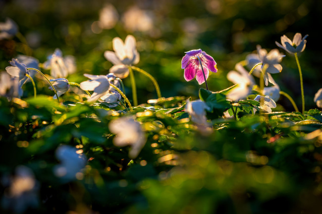 Обои картинки фото цветы, геллеборус , морозник, цветок