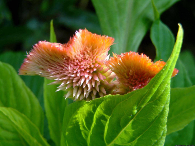 Обои картинки фото просто, цветок, цветы, амаранты