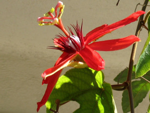 Картинка цветы пассифлора