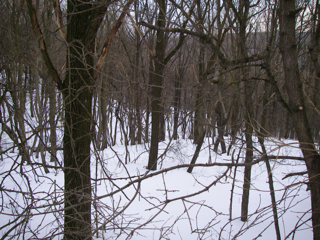 Обои картинки фото природа