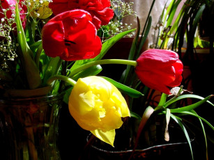 Картинка цветы тюльпаны
