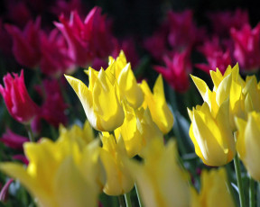 Картинка цветы тюльпаны