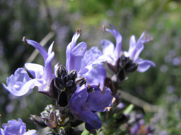 Обои картинки фото цветы