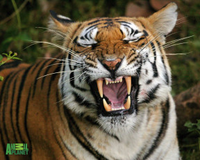 Картинка животные тигры