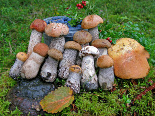 Картинка еда грибы грибные блюда