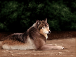 Картинка рисованные животные