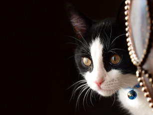 Картинка животные коты