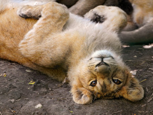 Картинка животные львы