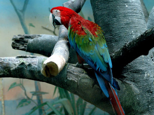 Картинка животные попугаи