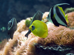 Картинка животные рыбы