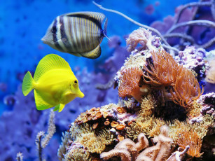 Картинка животные рыбы