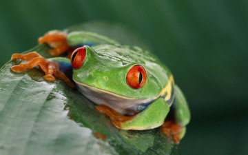 Картинка животные лягушки