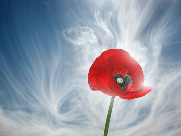 Обои картинки фото цветы, маки