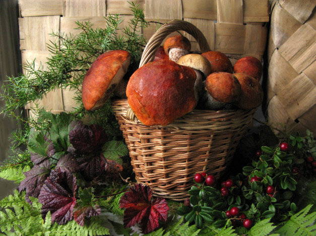 Обои картинки фото еда, грибы, грибные, блюда