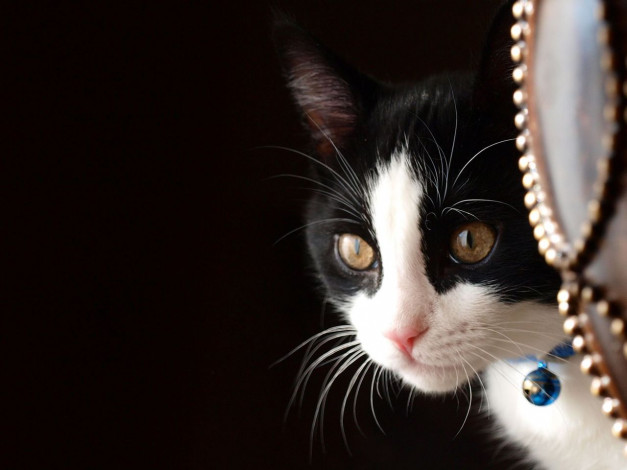 Обои картинки фото животные, коты