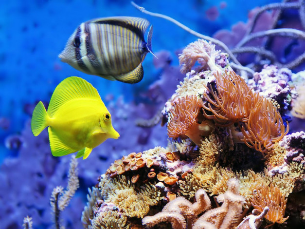 Обои картинки фото животные, рыбы