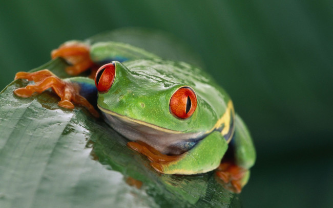 Обои картинки фото животные, лягушки