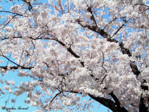 Картинка цветы сакура вишня