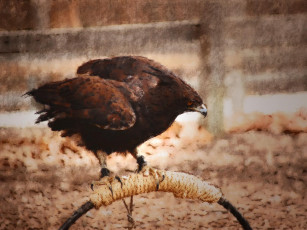 Картинка рисованные животные