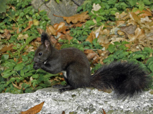 Картинка животные белки