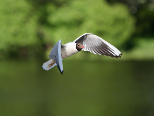 Картинка животные Чайки бакланы крачки