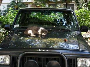 Картинка животные коты