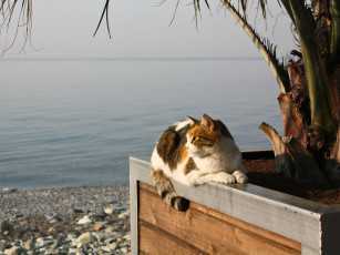 Картинка животные коты