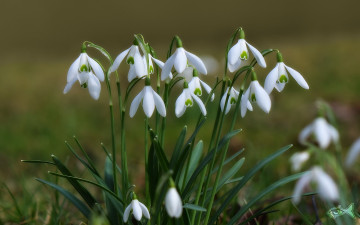 Картинка цветы подснежники белоцветник