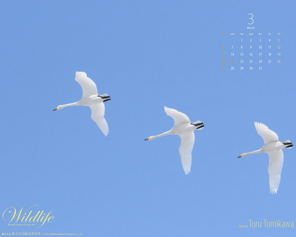 Обои картинки фото календари, животные