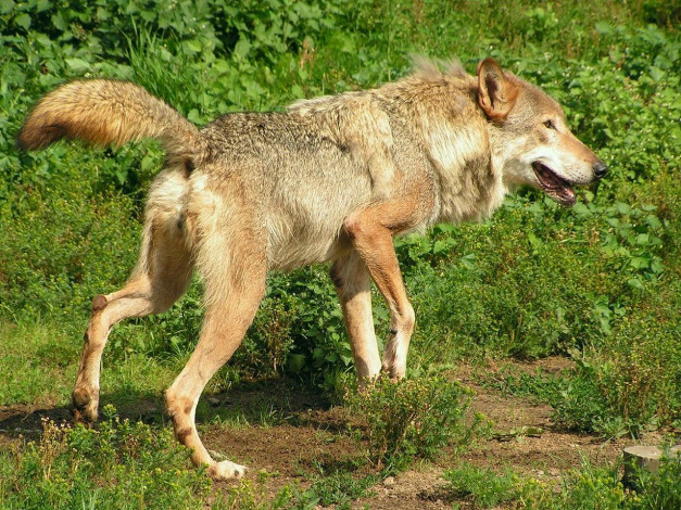 Обои картинки фото автор, игорь, андронов, животные, волки