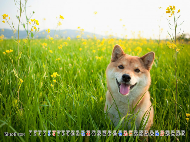 Обои картинки фото календари, животные