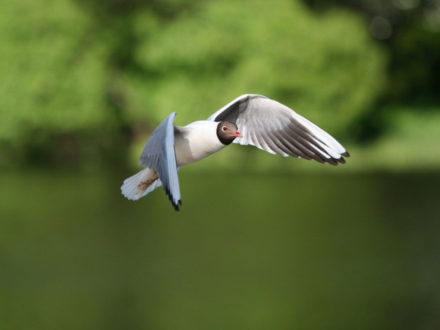 Обои картинки фото животные, Чайки, бакланы, крачки