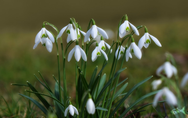Обои картинки фото цветы, подснежники, белоцветник