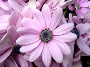 Картинка цветы диморфотеки лепестки розовый