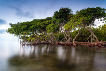 Картинка природа реки озера озеро деревья