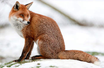 Картинка животные лисы шуба хвост красавица рыжий