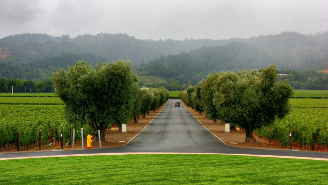 Обои картинки фото природа, дороги, деревья, дорога