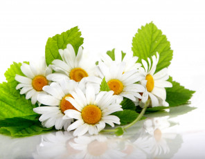 Картинка цветы ромашки отражение