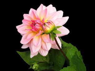 Картинка цветы георгины георгина