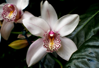 Картинка цветы орхидеи белый