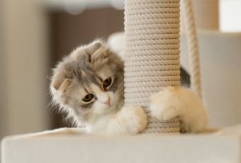 Картинка животные коты кошка игра лапы пушистый