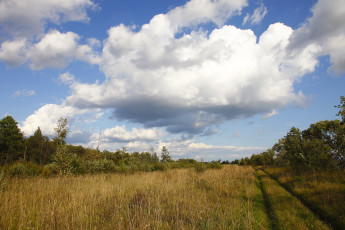 Картинка природа дороги поле лес дорога