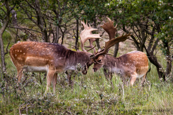 Картинка животные олени рога драка