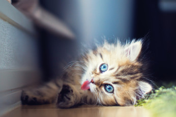 Картинка животные коты котёнок daisy benjamin torode язык